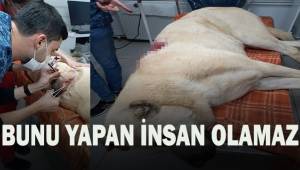 Çoban köpeğini tüfekle vurarak yaraladılar, vücudunda 42 adet saçma tespit edildi
