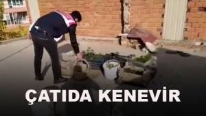 Fideleri odada, keneviri çatıda yetiştirdi