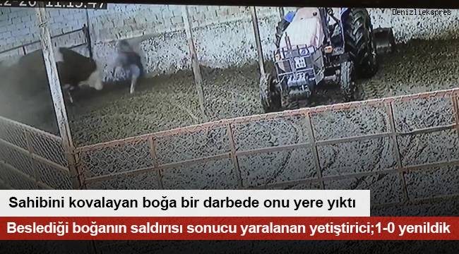 Sahibini kovalayan boğa bir darbede onu yere yıktı