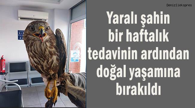 Yaralı şahin, 1 haftalık tedavinin ardından doğal yaşamına kavuştu