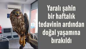 Yaralı şahin, 1 haftalık tedavinin ardından doğal yaşamına kavuştu