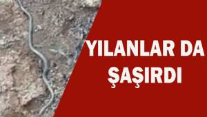 Yılanlar da şaşırdı