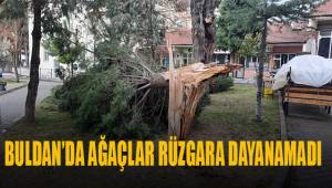 Buldan’da ağaçlar şiddetli rüzgara dayanamadı