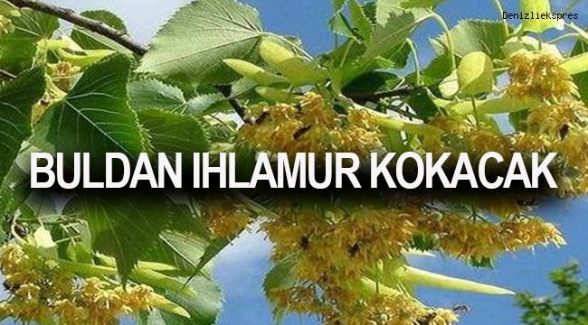 Buldan ıhlamur kokacak