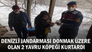 Denizli Jandarması donmak üzere olan 2 yavru köpeği kurtardılar
