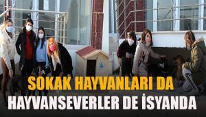 Ev sahibi kulübelerden rahatsız olunca olan sokak hayvanlarına oldu