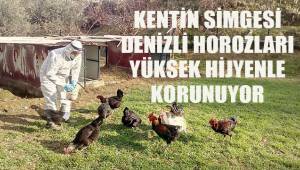 Kentin simgesi Denizli Horozları yüksek hijyenle korunuyor