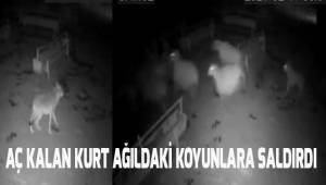 Aç kalan kurt ağıldaki koyunlara saldırdı