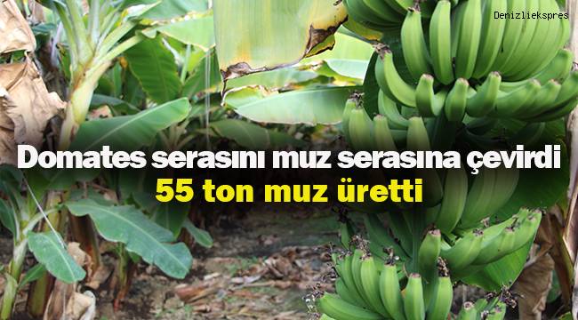 Atıl durumdaki domates serasında yılda 55 ton muz üretiyorlar