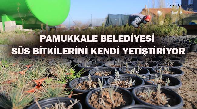 PAMUKKALE BELEDİYESİ SÜS BİTKİLERİNİ KENDİ YETİŞTİRİYOR