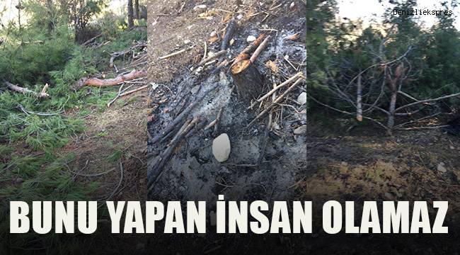 Tarlada katliam; 50 çam ağacı kesilmiş halde bulundu