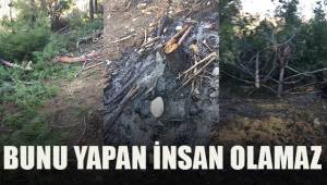 Tarlada katliam; 50 çam ağacı kesilmiş halde bulundu