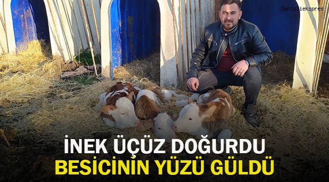 Denizli’de besicinin yüzü sarıkız isimli ineğinin üçüz buzağısı ile güldü