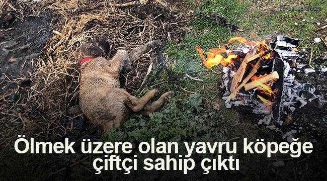 Ölmek üzere olan yavru köpeğe çiftçi sahip çıktı