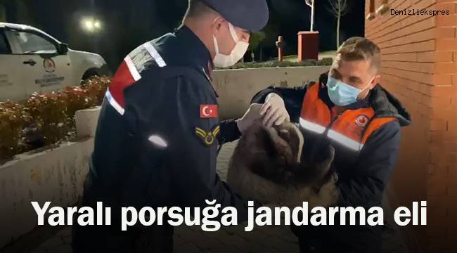 Yaralı porsuğa jandarma eli