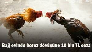 Bağ evinde horoz dövüşüne 10 bin TL ceza