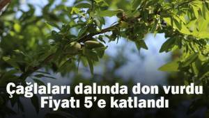 Çağlaları don vurdu, fiyatı 5'e katlandı