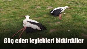 Göç eden leylekleri öldürdüler