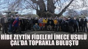 Hibe zeytin ağaçları Çal'da toprakla buluştu