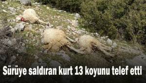 Sürüye saldıran kurt 13 koyunu telef etti
