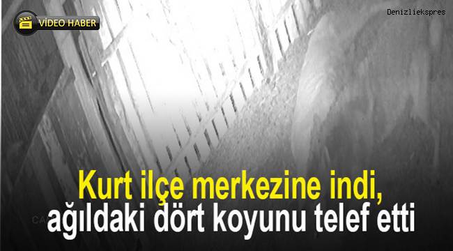 Kurt ilçe merkezine indi, ağıldaki dört koyunu telef etti