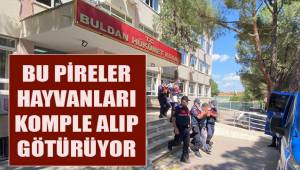 Bu pireler hayvanları komple alıp götürüyor