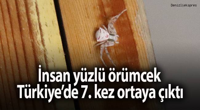 İnsan yüzlü örümcek Türkiye’de 7. kez ortaya çıktı