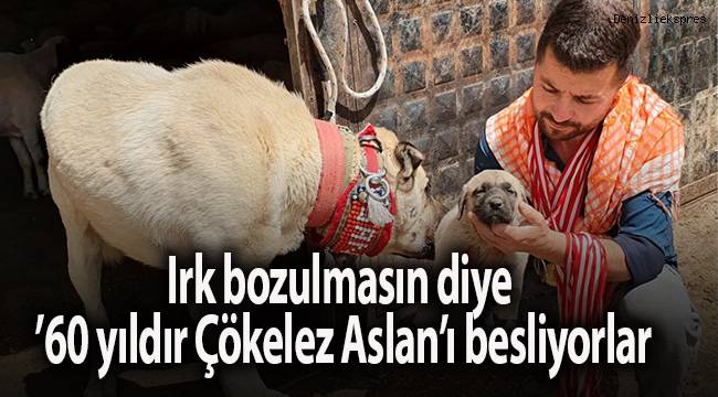 Irk bozulmasın diye ’60 yıldır Çökelez Aslan’ı besliyorlar
