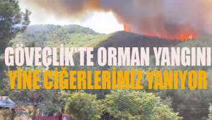 Karcı Dağı'nın eteklerinde ciğerlerimiz yanıyor