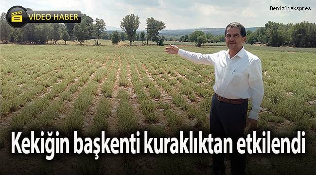 Kekiğin başkentini kuraklıktan etkilendi, rekolte yüzde 50 azaldı