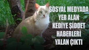 Sosyal medyada yer alan kediye şiddet haberleri yalan çıktı