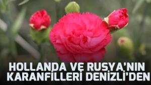 Denizli'den Hollanda ve Rusya'ya karanfil ihracatı