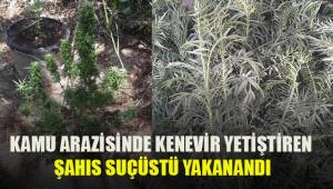 Kamu arazisinde kenevir yetiştirirken suçüstü yakalandı