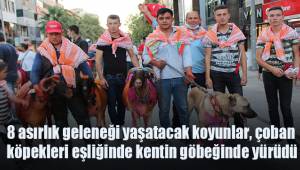 8 asırlık geleneği yaşatacak koyunlar, çoban köpekleri eşliğinde kentin göbeğinde yürüdü