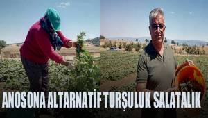 Anasona alternatif dikilen turşuluk salatalık yüzleri güldürdü