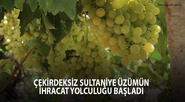 Çekirdeksiz Sultaniye üzümün ihracat yolculuğu başladı