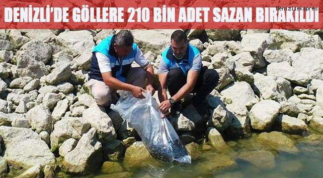 Denizli’de göllere 210 bin adet yavru sazan bırakıldı
