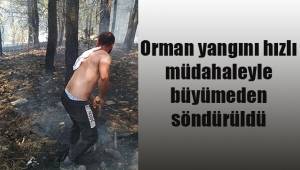 Orman yangını hızlı müdahaleyle büyümeden söndürüldü