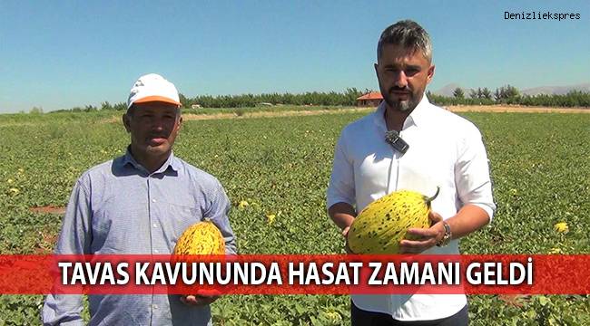 Tavas kavununda hasat zamanı geldi