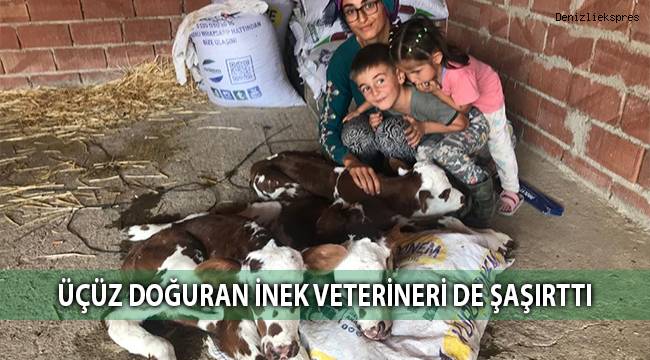 Üçüz doğuran inek veterineri de şaşırttı