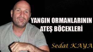 YANGIN ORMANLARININ ATEŞ BÖCEKLERİ