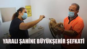 Yaralı şahine Büyükşehir şefkati