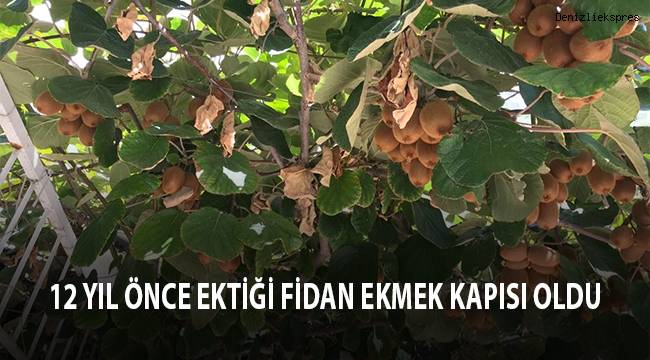 12 yıl önce ektiği fidan ekmek kapısı oldu