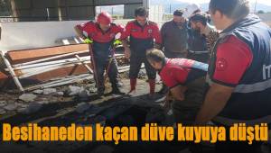 Besihaneden kaçan düve kuyuya düştü