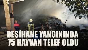 Denizli'de çıkan besihane yangınında 75 hayvan telef oldu