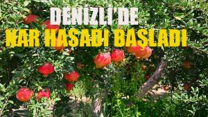 Denizli’de turfanda nar hasadı başladı