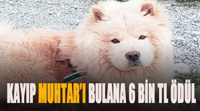 Kayıp 'Muhtar'ı bulana 6 bin lira ödül verecek