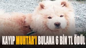 Kayıp 'Muhtar'ı bulana 6 bin lira ödül verecek