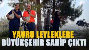 Yavru leyleklere Büyükşehir sahip çıktı