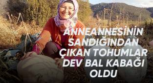 Anneannesinin sandığından çıkan tohumlar dev bal kabağı oldu